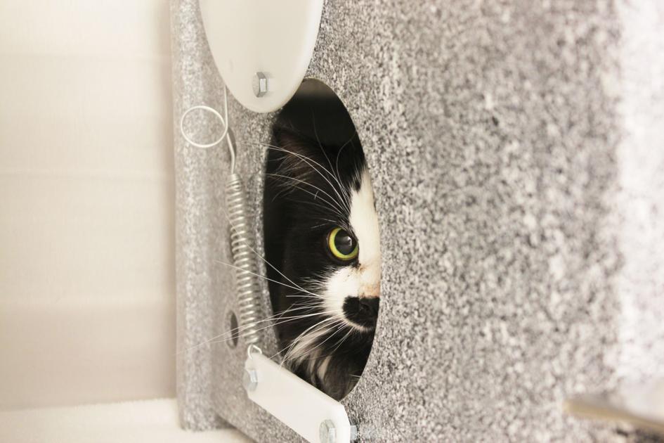 Humane Society Animal Control Take New Approach To Community Cats Community Wataugademocrat Com