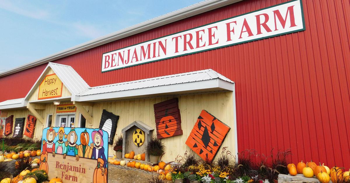 Benjamin Farm Pumpkins galore and so much more!: Happy harvest at Benjamin Tree Farm