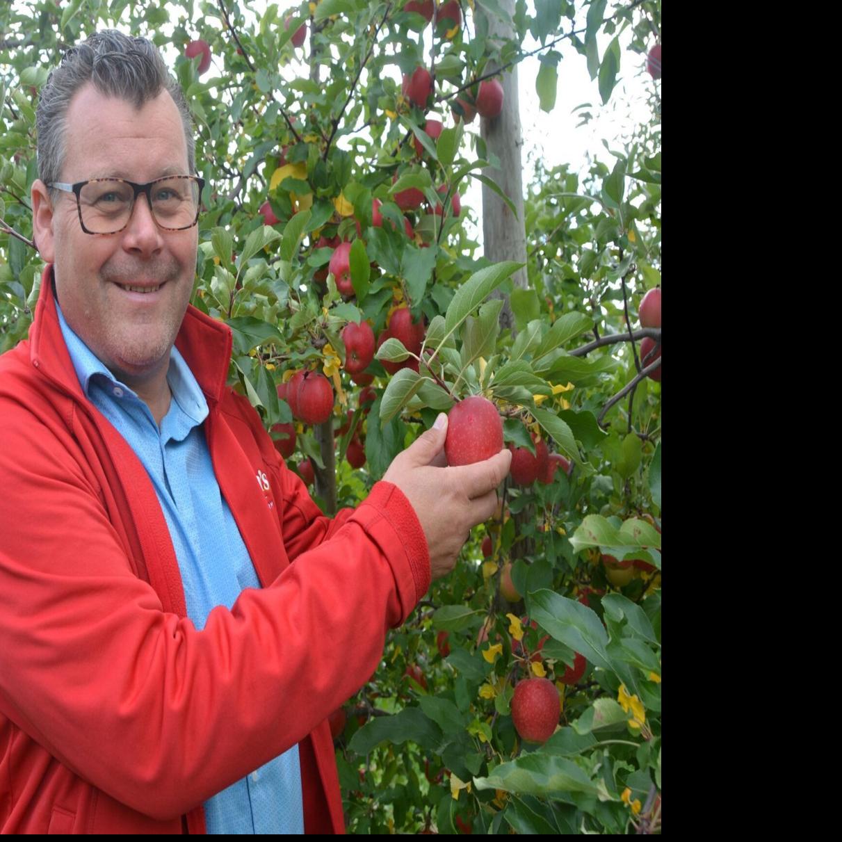 Wellsley Farms Honeycrisp Apples, 4 lbs.