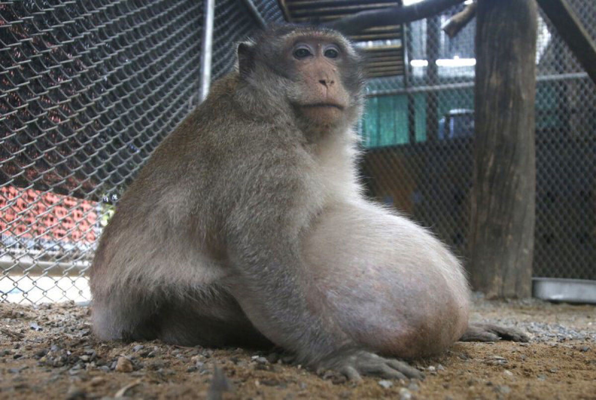 Uncle Fat” Thailand's chunky monkey on diet after gorging on junk food