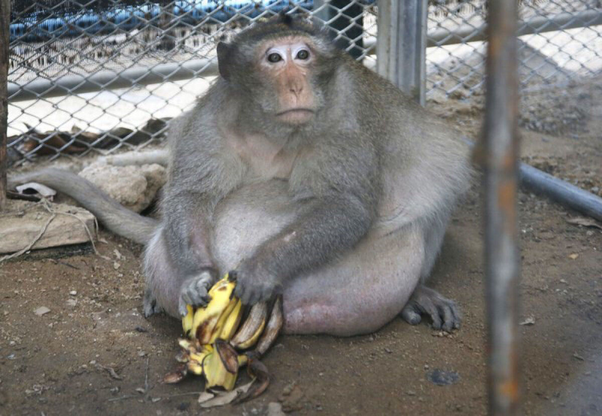 Uncle Fat” Thailand's chunky monkey on diet after gorging on junk food