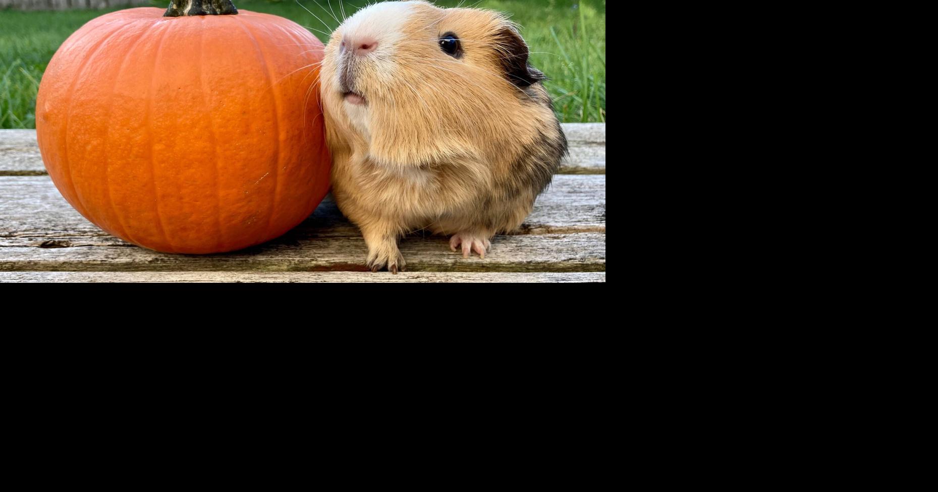 Pumpkin the Kitchener guinea pig will be featured in Pet Valu's 2023