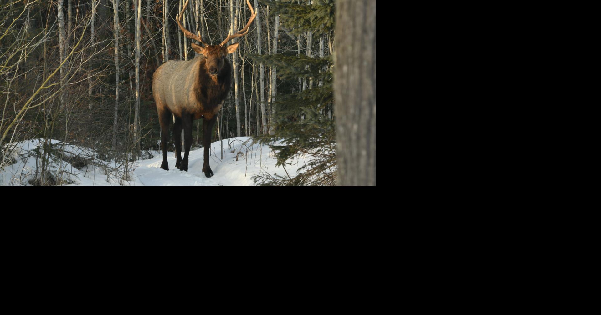 Michigan DNR announces major changes to elk hunting season for 2026
