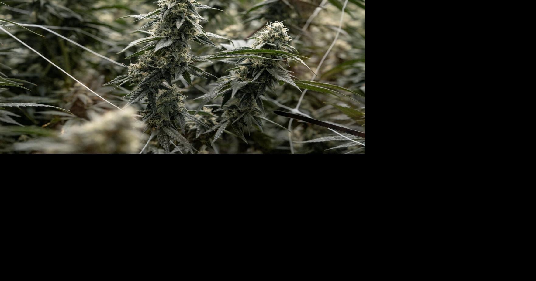 DOJ reclassifies certain marijuana products as a less-dangerous drug