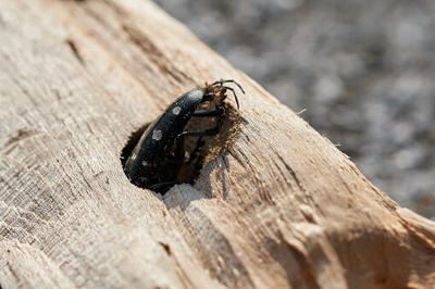 Tree Bug Michgian Protecting Michigan’s trees | Local News | wbkb11.com