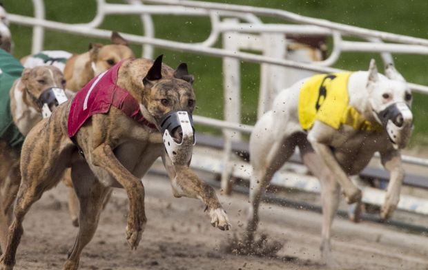 Live clearance dog racing