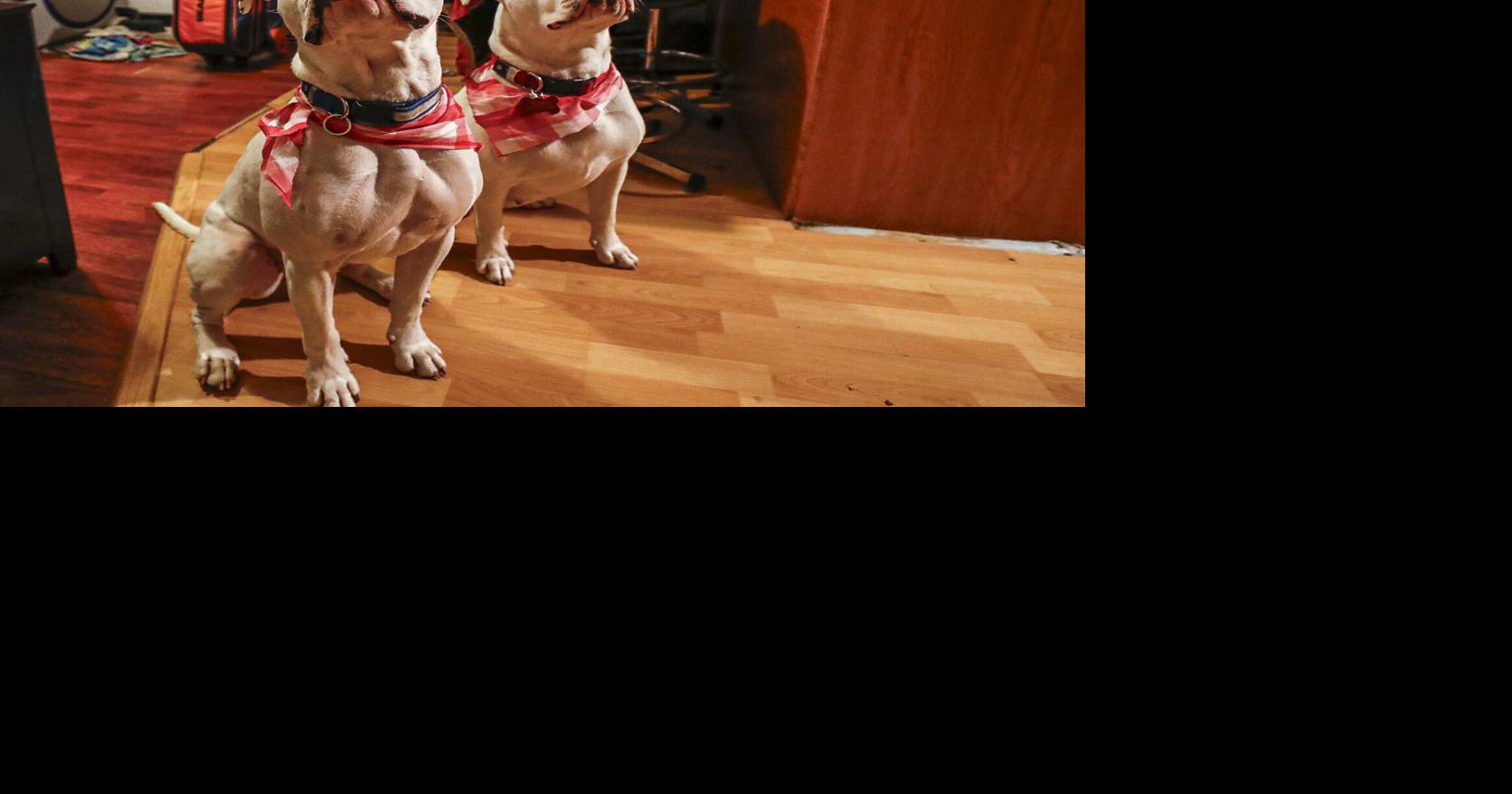 Deaf dogs Blue and Lady become best friends in forever home