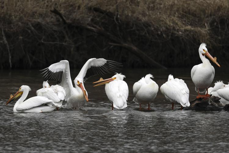 High School athletes in training for a curtailed season - New Pelican