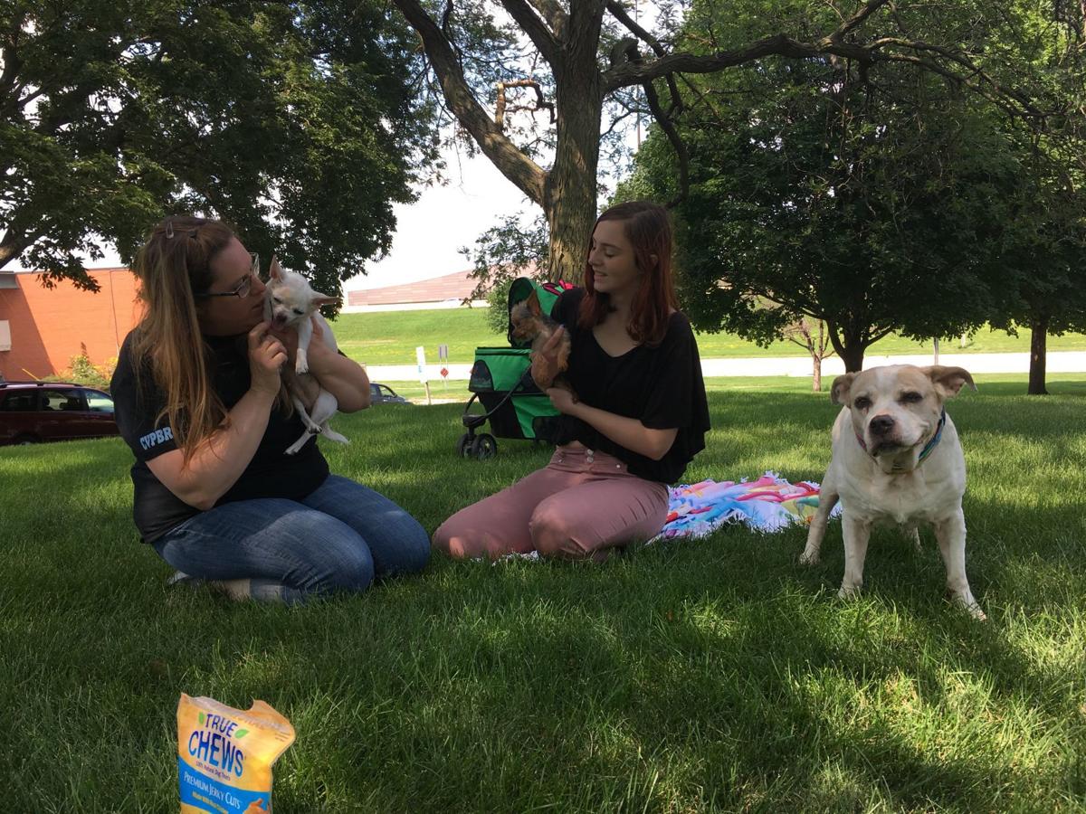 Dog Hospice Seeks Comfort Homes Local News Wcfcourier Com