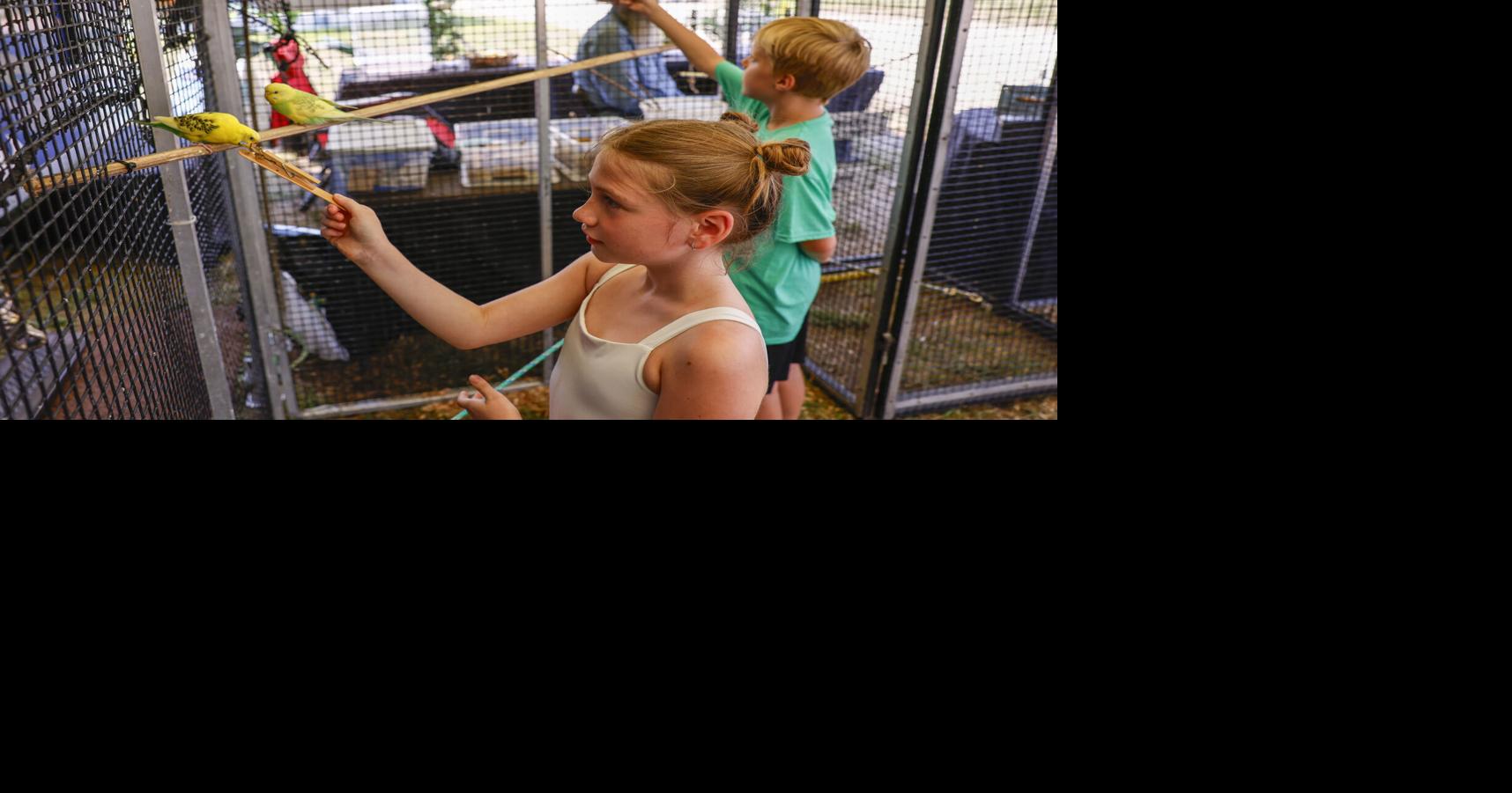 Bremer County Fair offers unique parakeet exhibit, classic activities