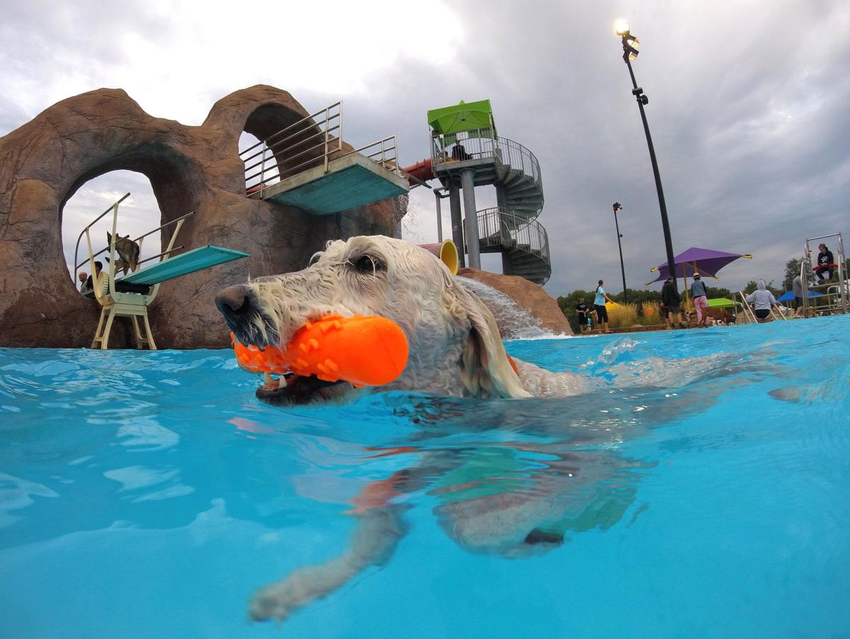 Doggie Dip Family Fun