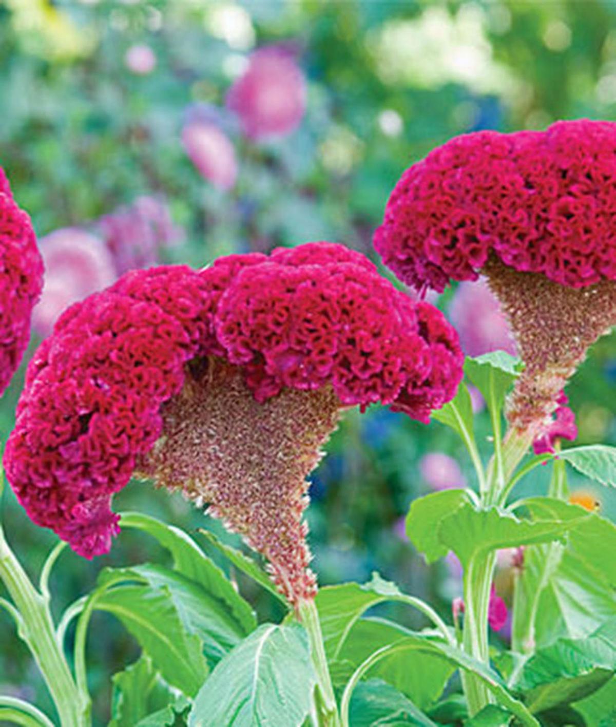 Be seduced by 'oddball' annual celosia Growing Things