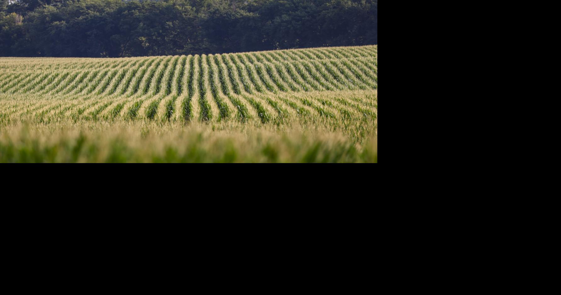 Crop Report Corn Rows