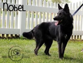 Nobel-dog.jpeg