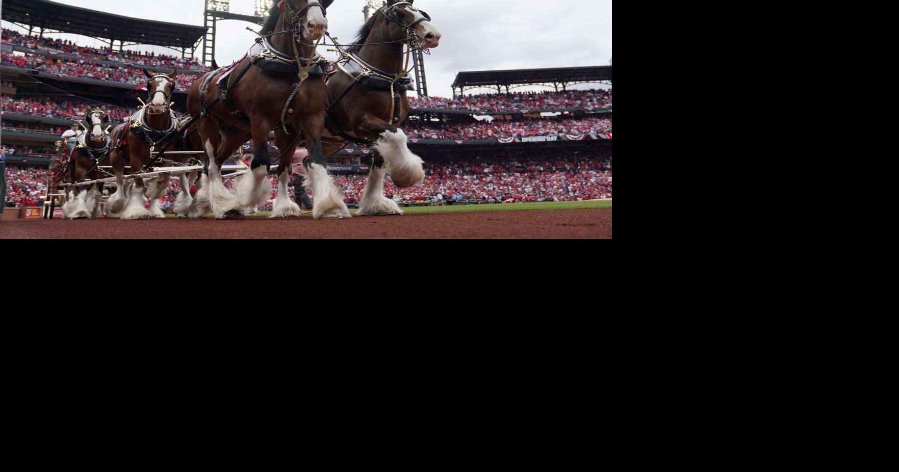 Budweiser Clydesdales coming to Cedar Falls, will appear at Sturgis Falls Celebration
