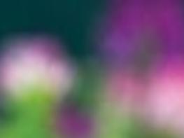 What S That Smell Cleome Skunk Flower Adds Old Fashioned Interest To Gardens Plants Shrubs Trees Wcfcourier Com