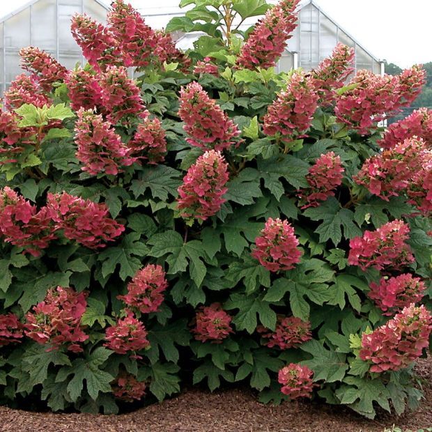 Hydrangea Heaven Intense Interest In These Flowering Shrubs Plants Shrubs Trees Wcfcourier Com