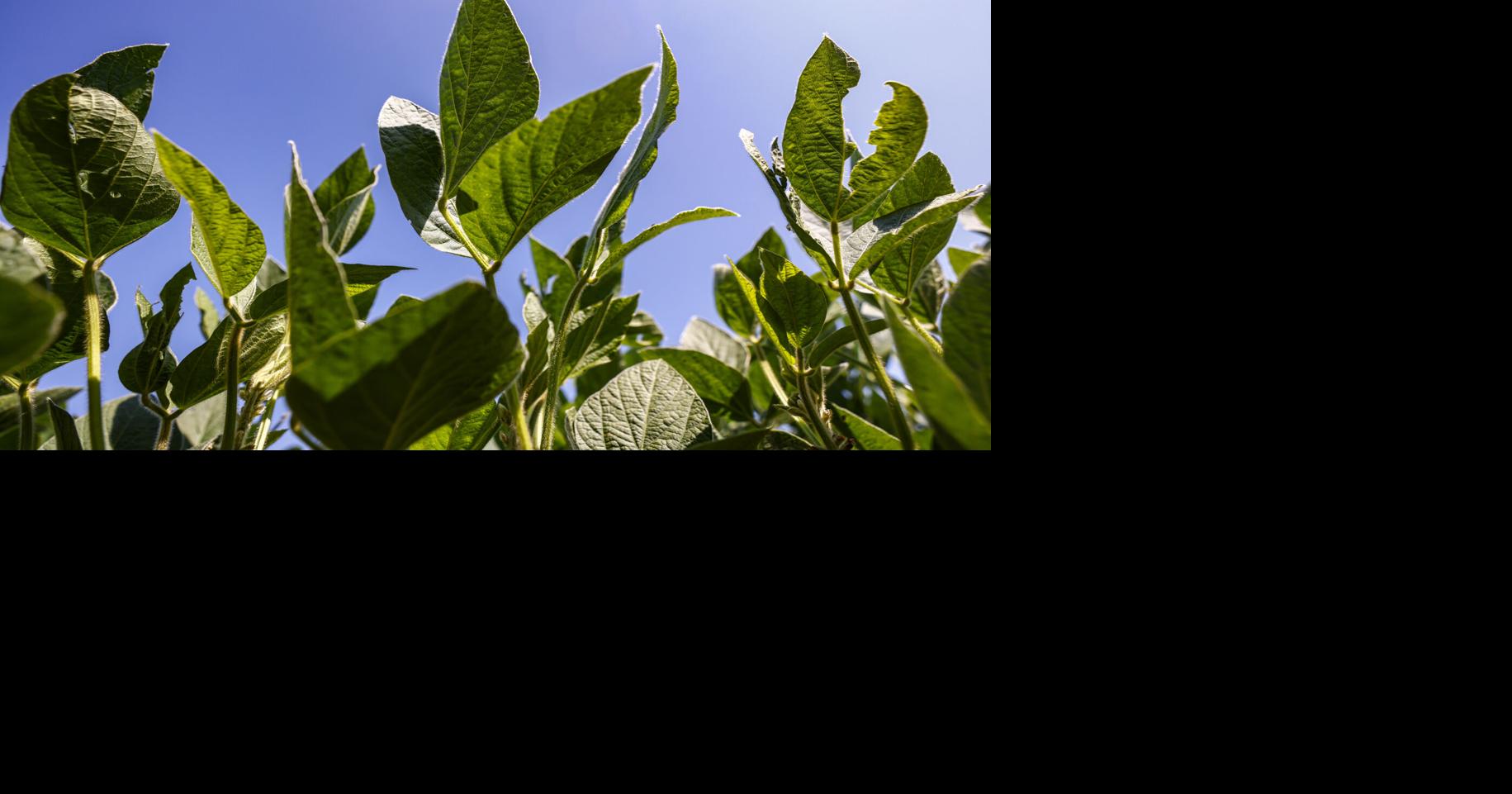 Crop Report Soybeans