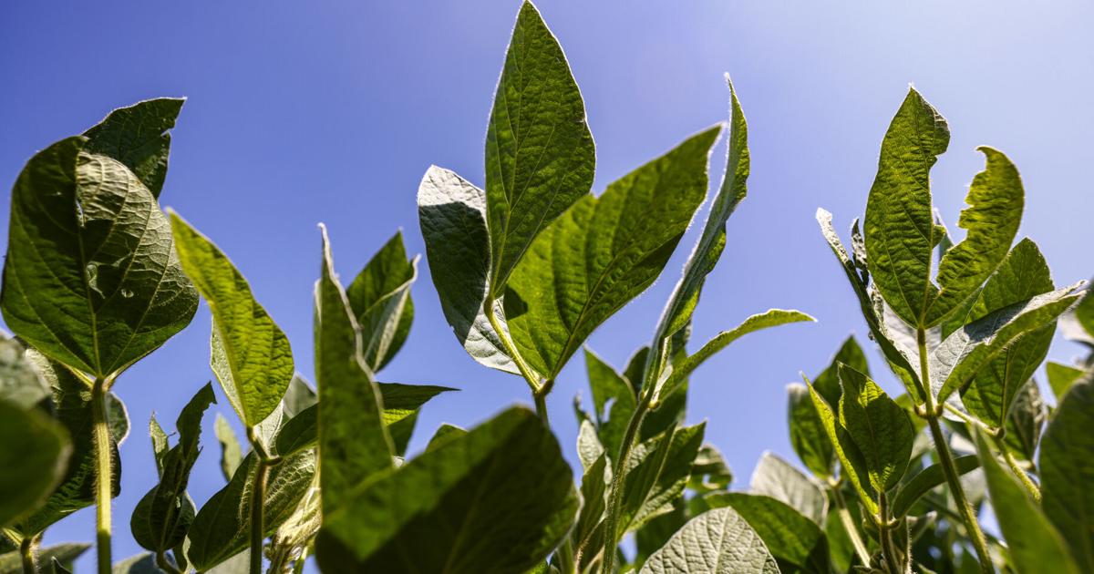 Crop Report Soybeans