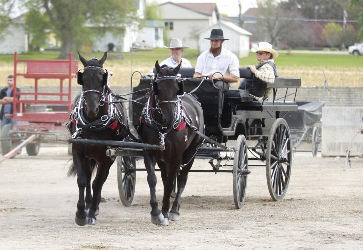 Mane event Midwest Horse Sale underway at Waverly