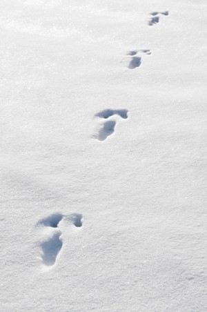 dogs eating poop in winter