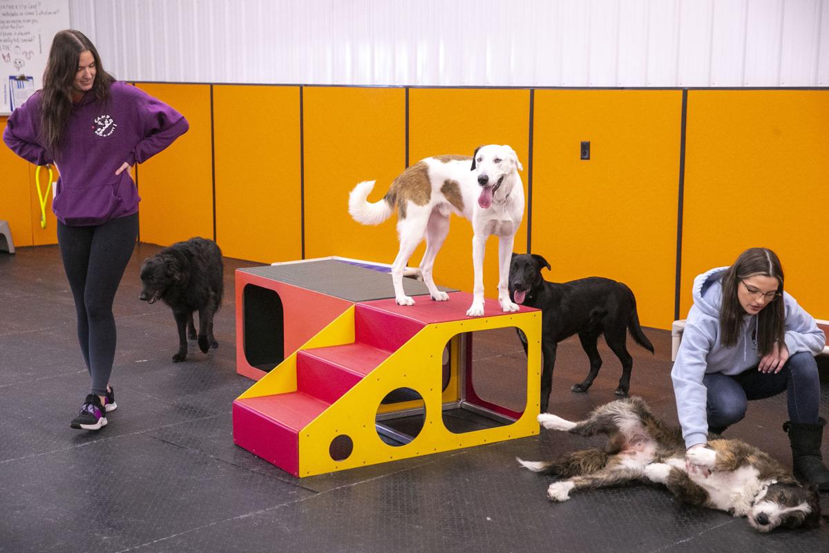 Cagefree doggie day care at Waterloo's Camp RunAMutt first in Midwest