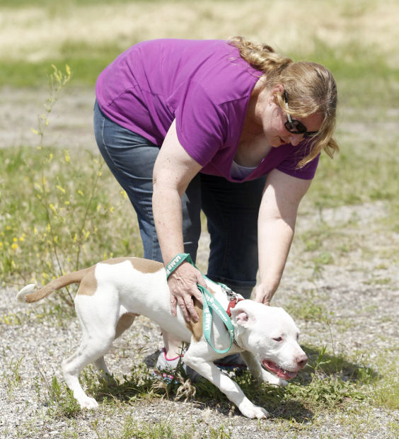 City staff, volunteers join forces as Waterloo takes over animal