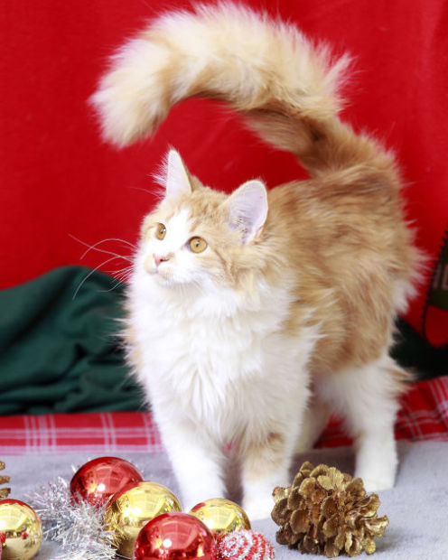 2013 Cats of Christmas | | wcfcourier.com