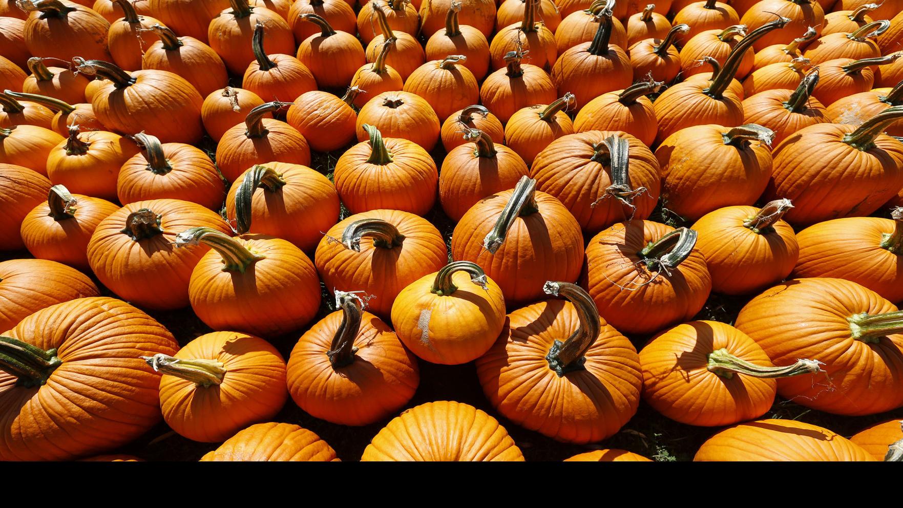 Pumpkin Crop Is Good At Heartland Farms Local News Wcfcourier Com