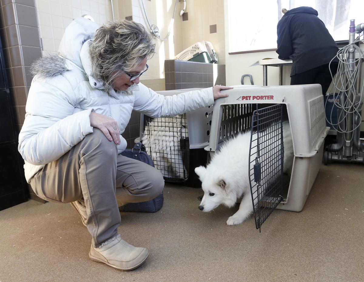 First Of Seized Samoyeds Brought To Waterloo From Puppy Mill Is Adopted Photos Local News Wcfcourier Com