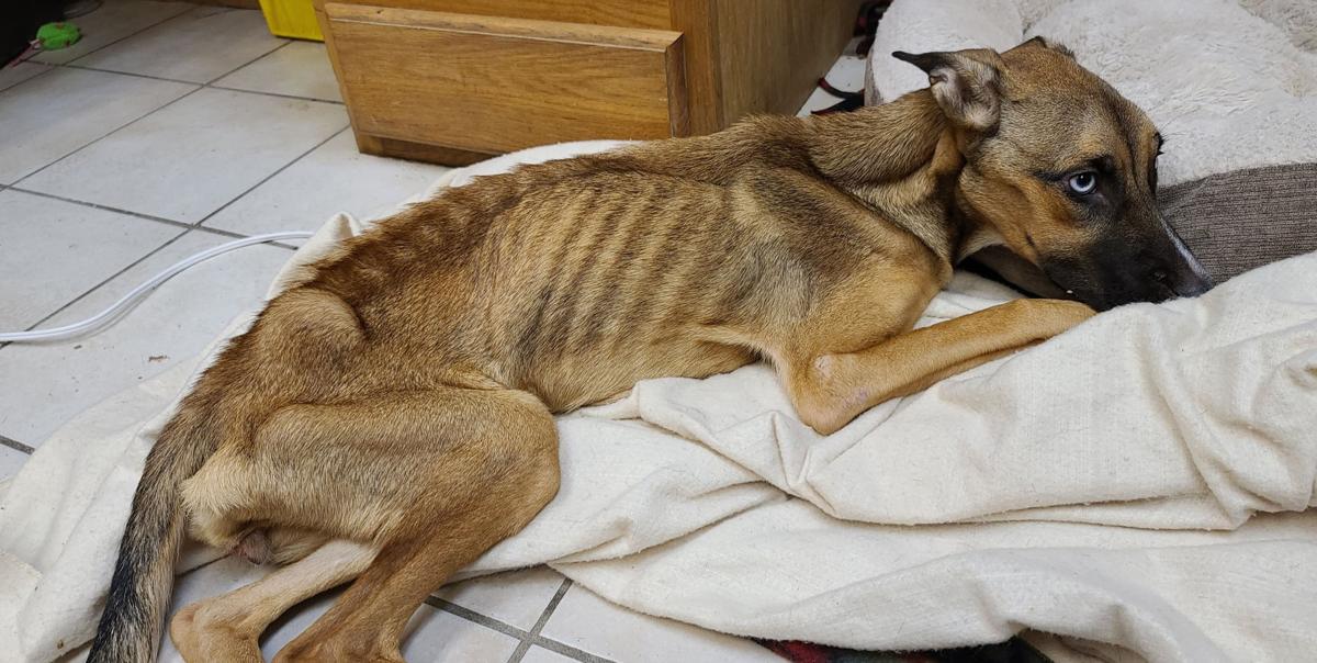 Starved, rescued dog dies at Cedar Bend Humane Society Local News