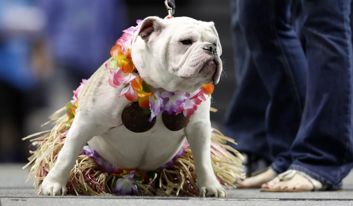 Drake Beautiful Bulldog Contest Photos Local News Wcfcourier Com