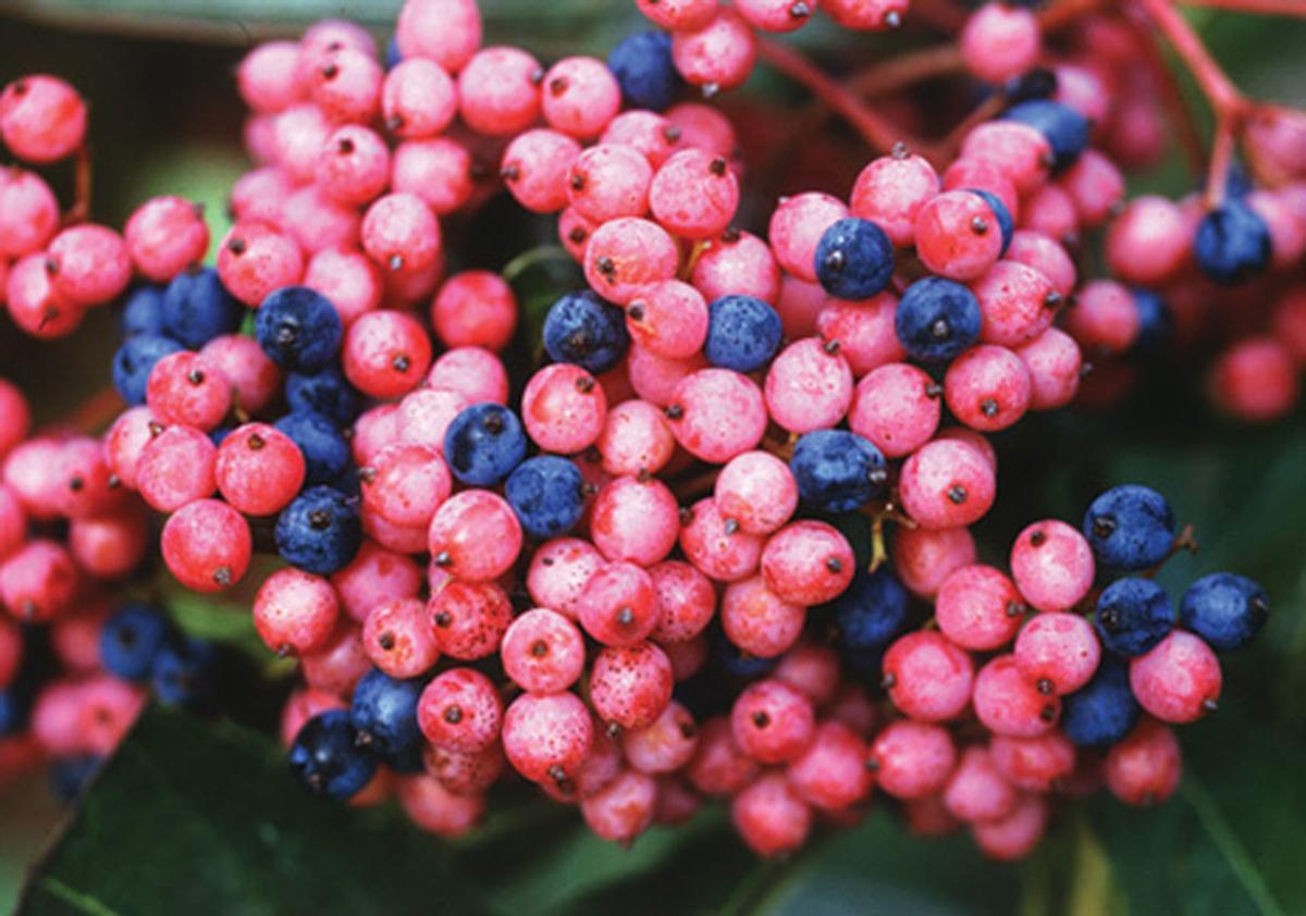 6 Berry Good Shrubs For Winter Interest Wcfcourier Com