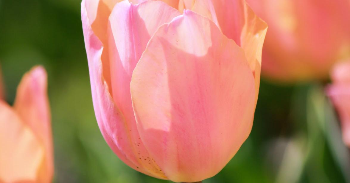 Fragrant tulips make 'scents' in the spring garden