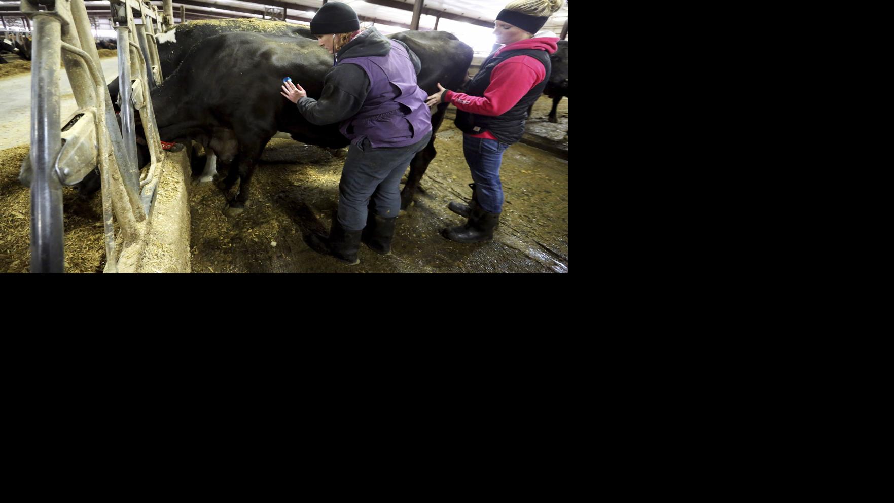 Iowa dairy family expands farm to generate more revenue Business Local News