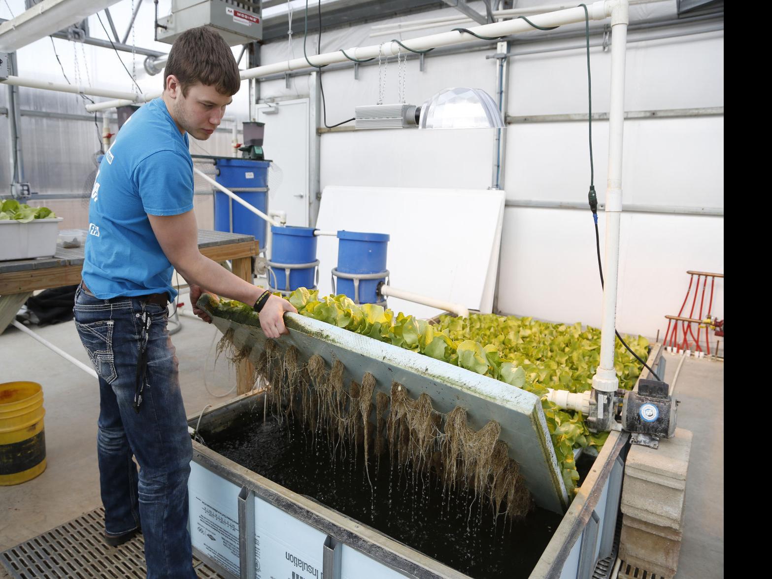 From Hydroponic Tomatoes To Aquaponic Lettuce Wapsie Students Get