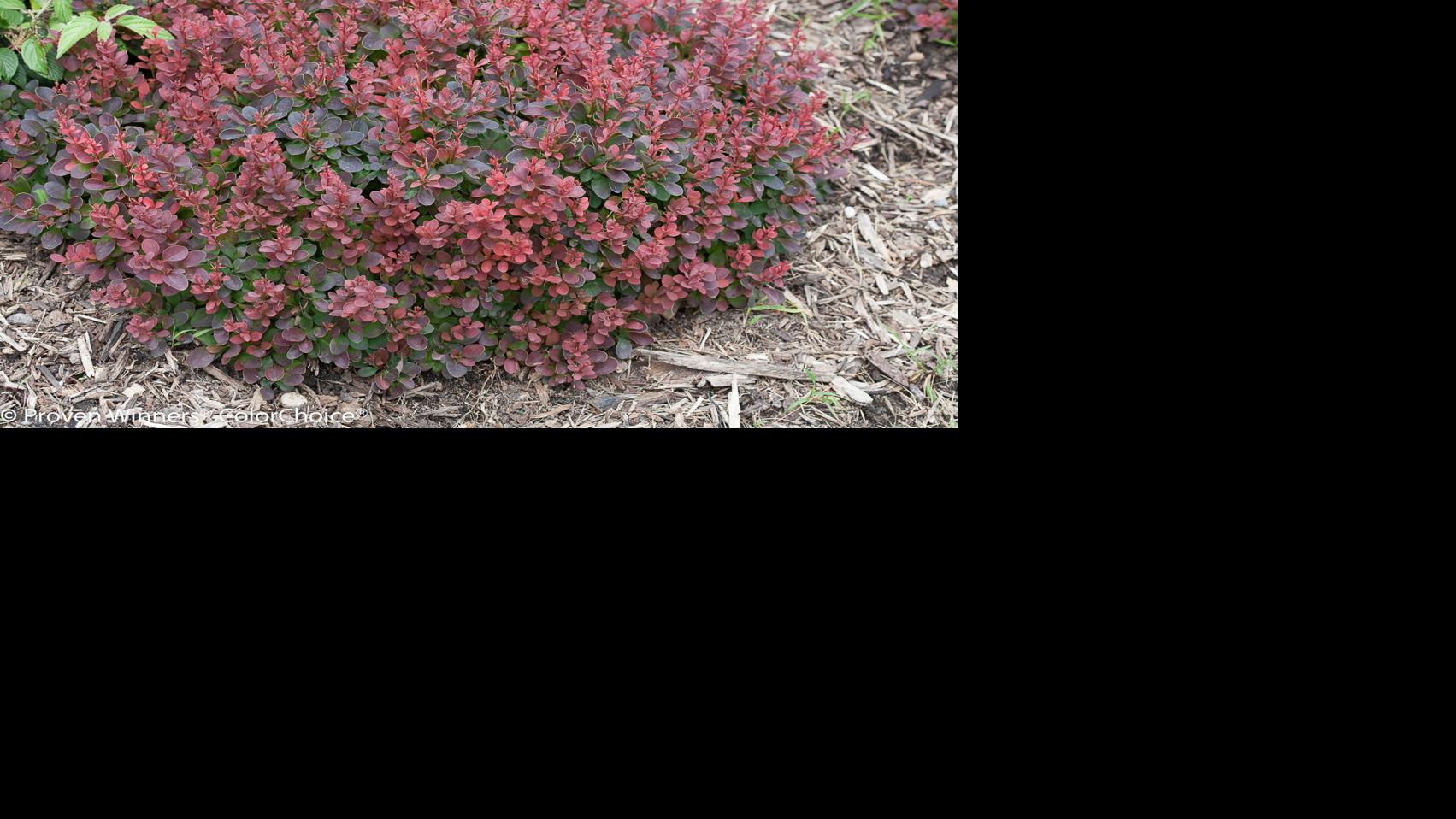 Shrubs that are perfect nopruning hacks Garden