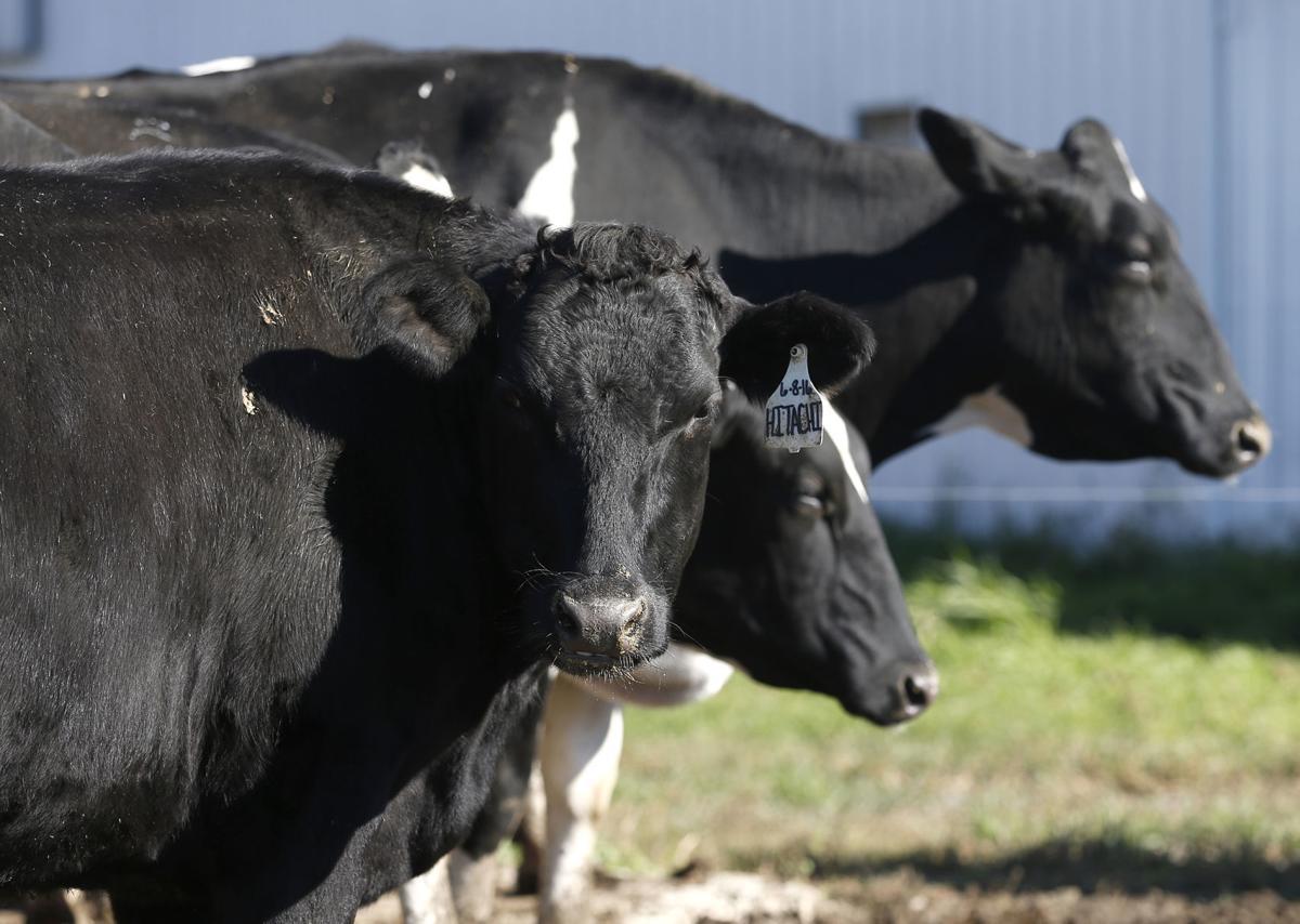 Hansen Dairy rolls out rare beef cattle breed