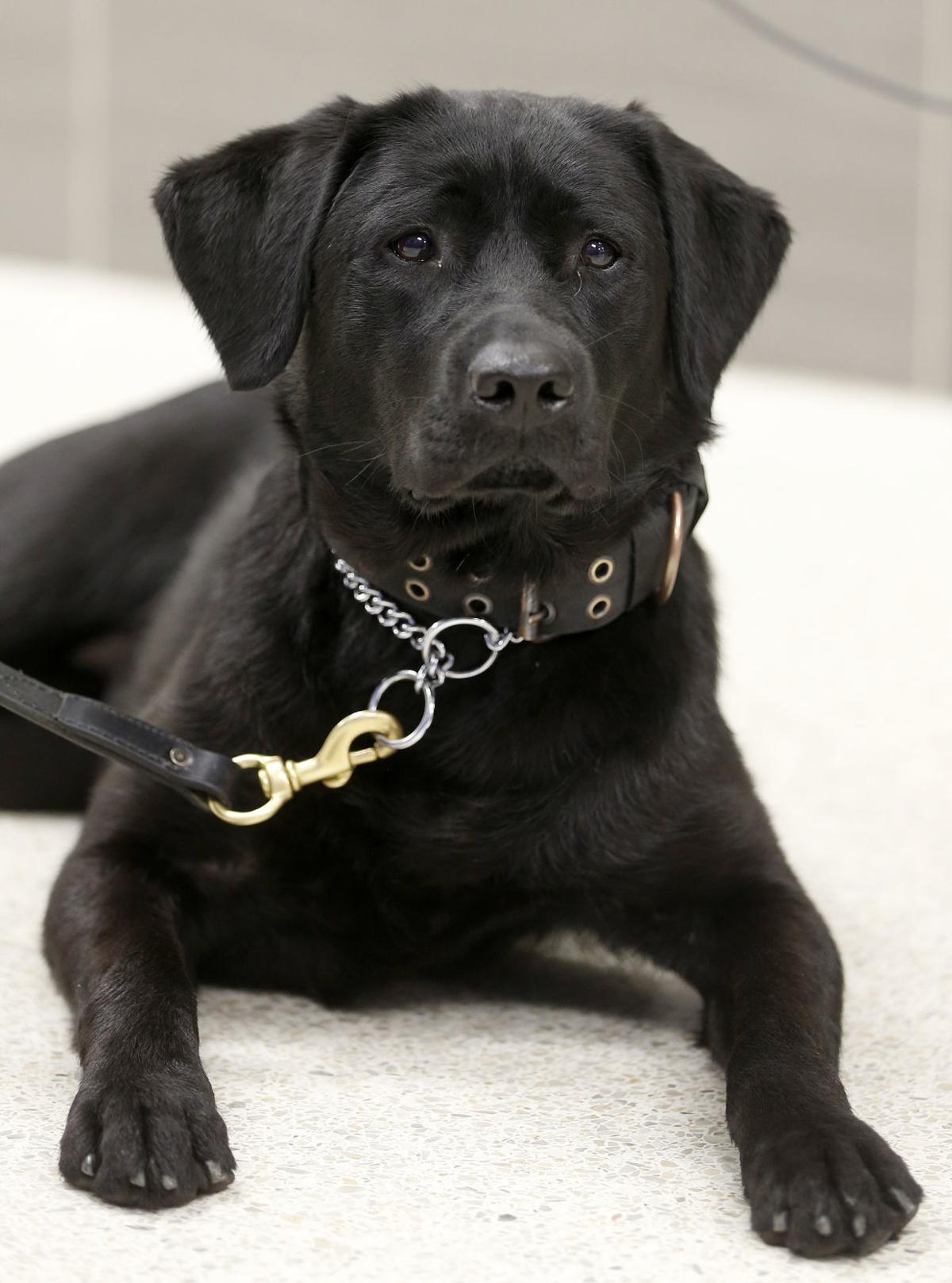Waterloo Police Add Bomb Sniffing Labrador To Force Video Crime And Courts Wcfcourier Com