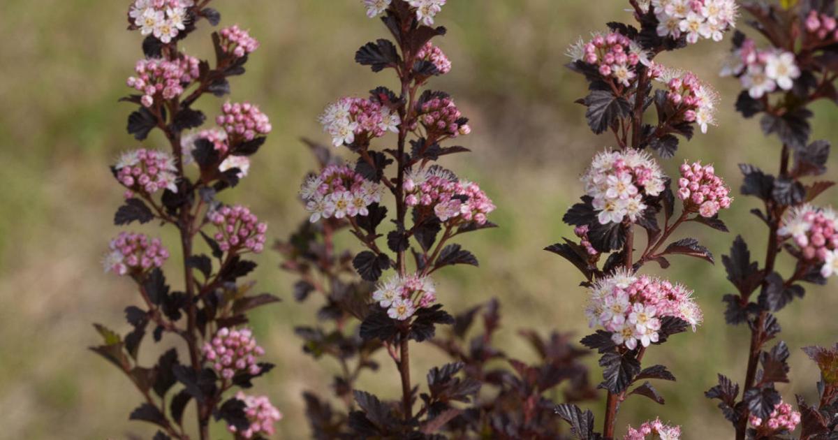 Compact Ninebark ‘Tiny Wine’ ninebark is compact plant with big presence in border