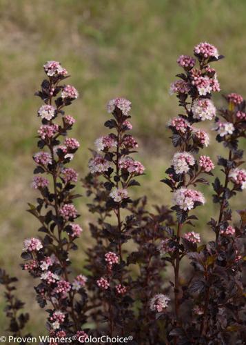 ‘Tiny Wine’ ninebark is compact plant with big presence in border