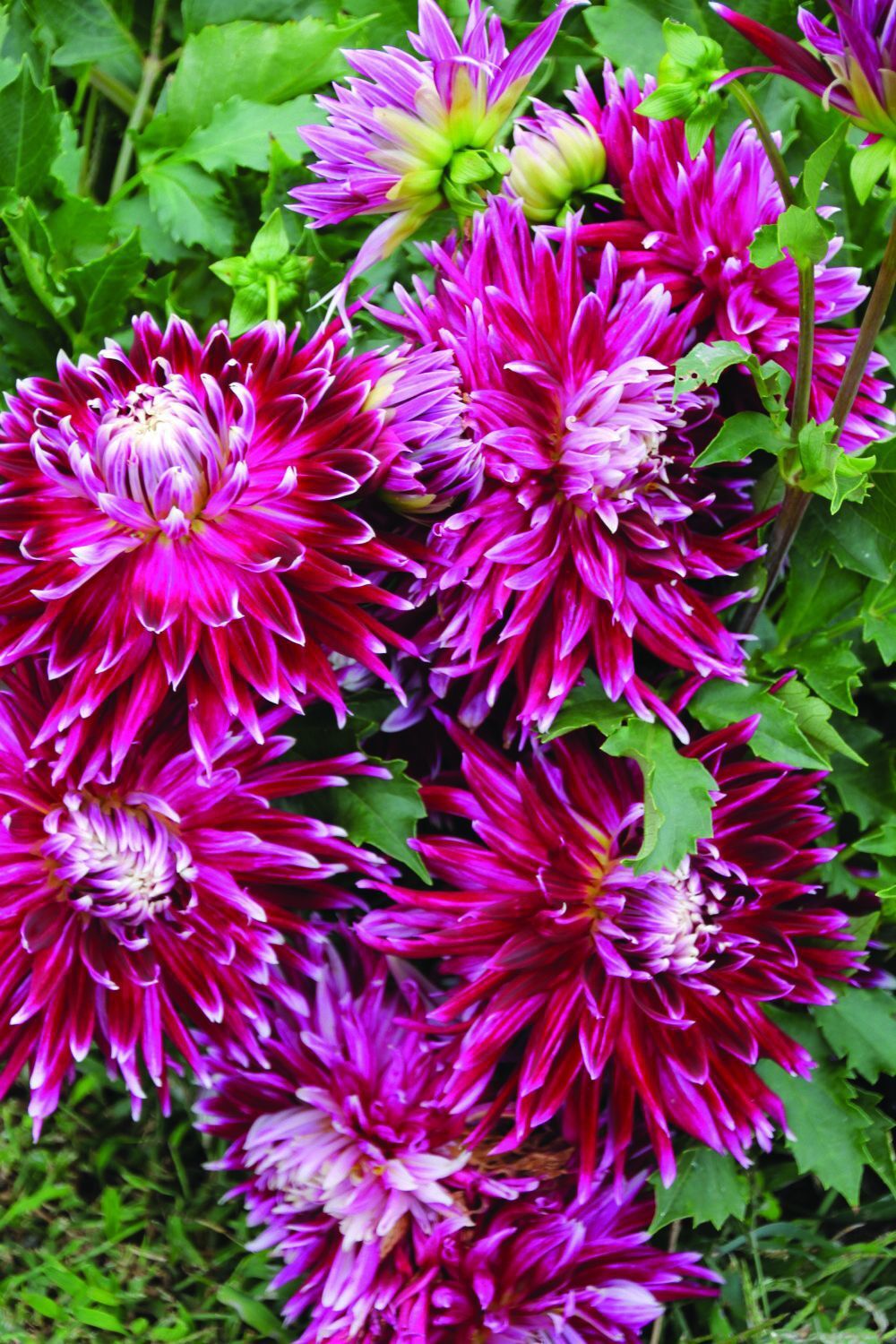 Can you plant dahlias in may information