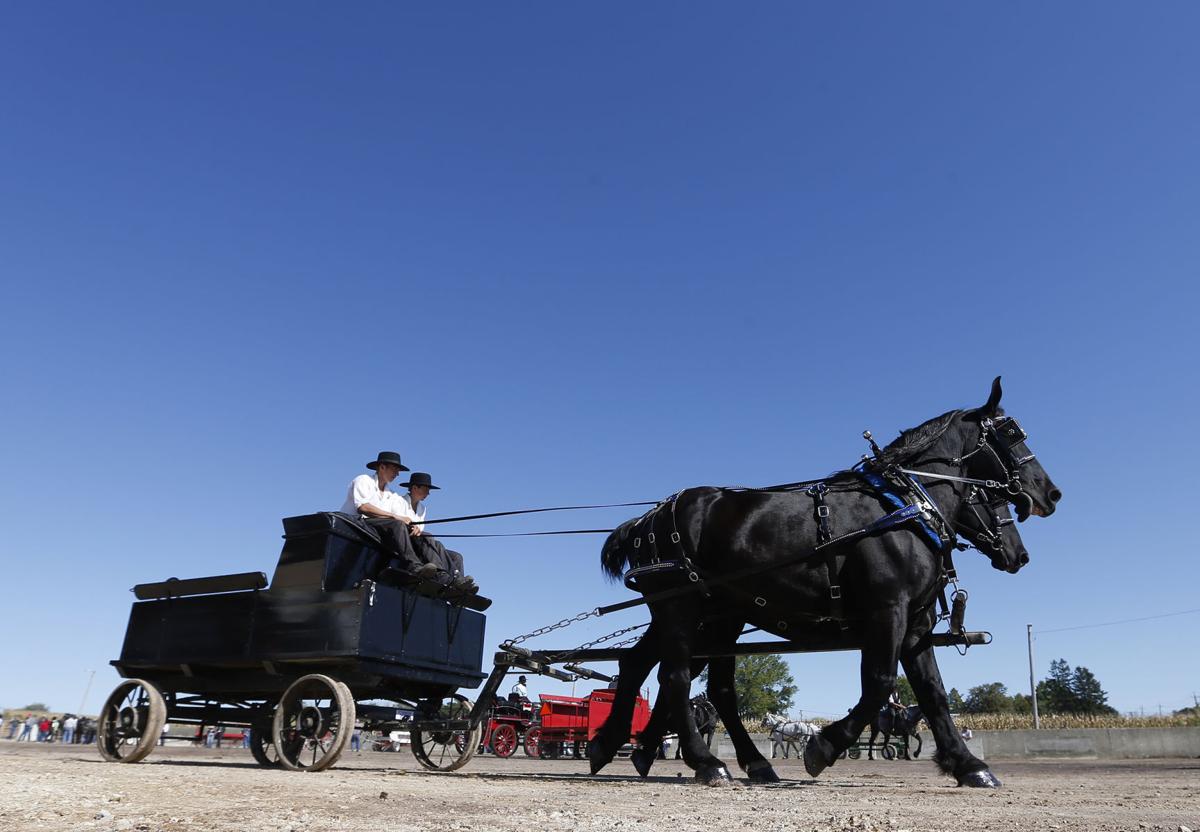 Horses Draw Crowds At Waverly Sale Local News Wcfcourier Com