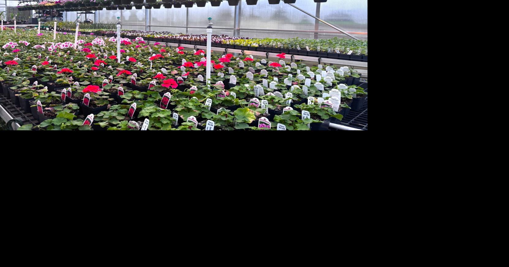 Waterloo FFA students holding plant sale beginning Thursday