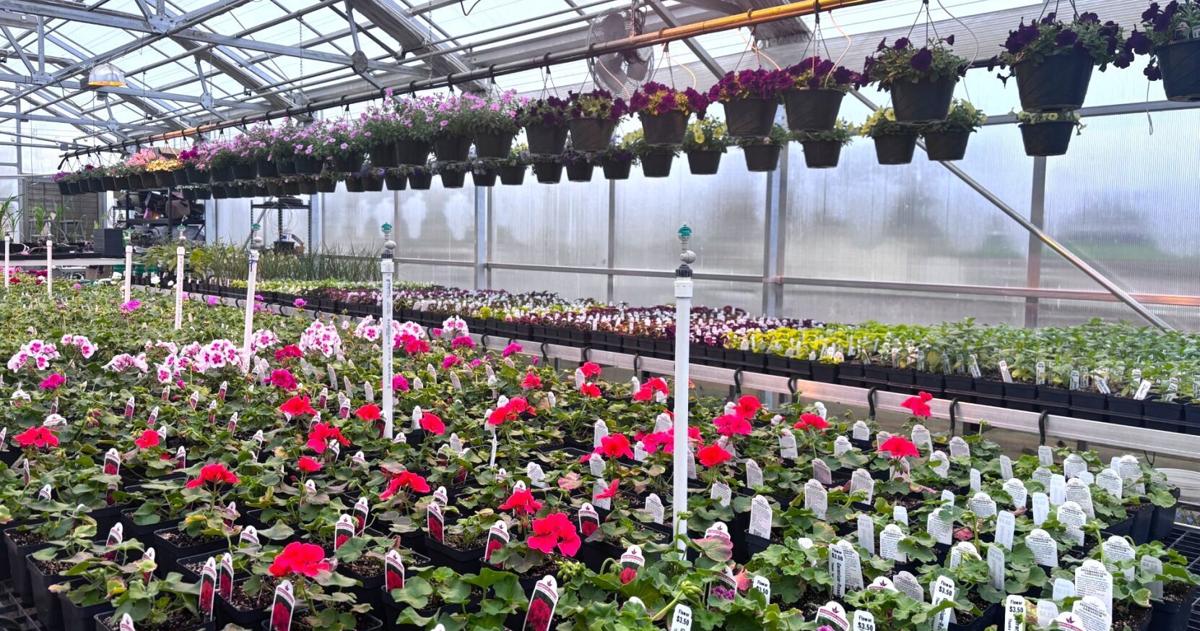 Waterloo FFA students holding plant sale beginning Thursday