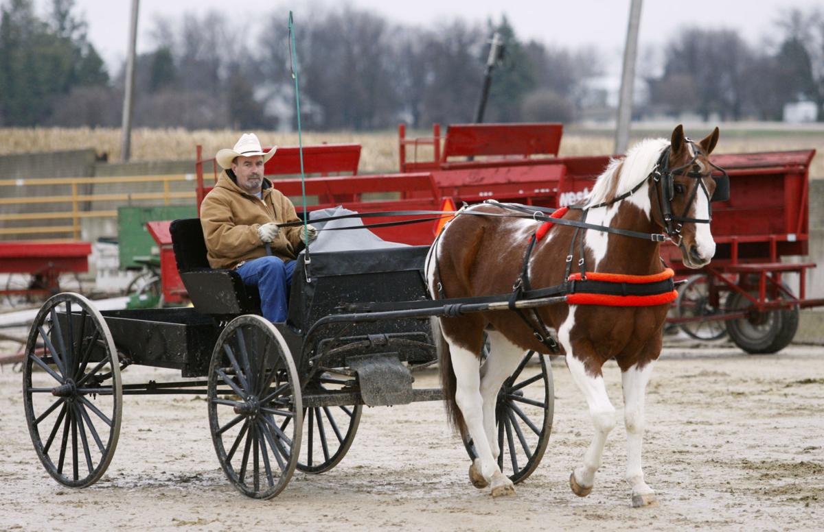 Waverly horse sale attracts enthusiastic bidders from across the