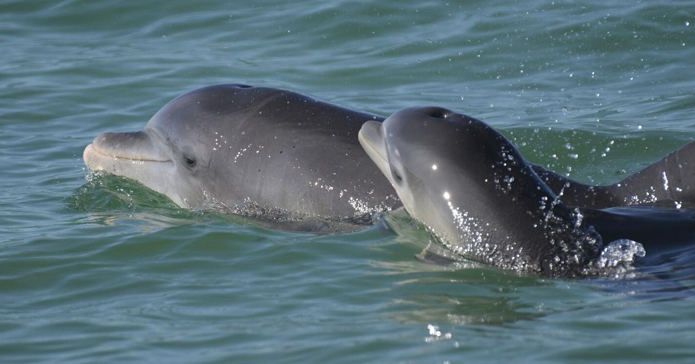 Baby talk: Dolphin, human moms have sweet trait in common - Vimarsana News