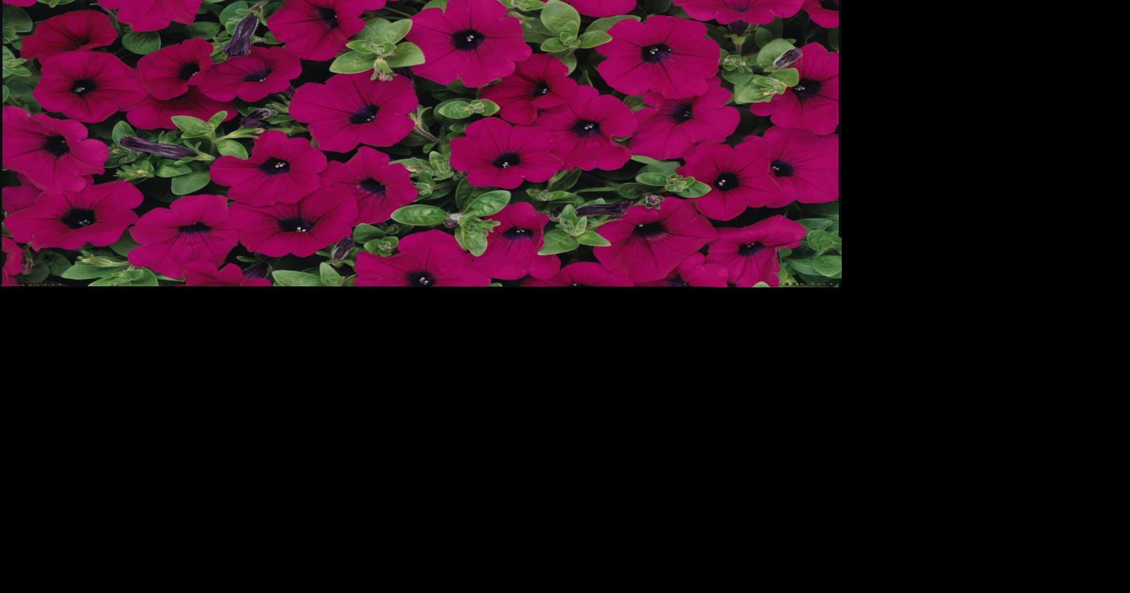 'Wave' rave celebrates popular spreading petunia