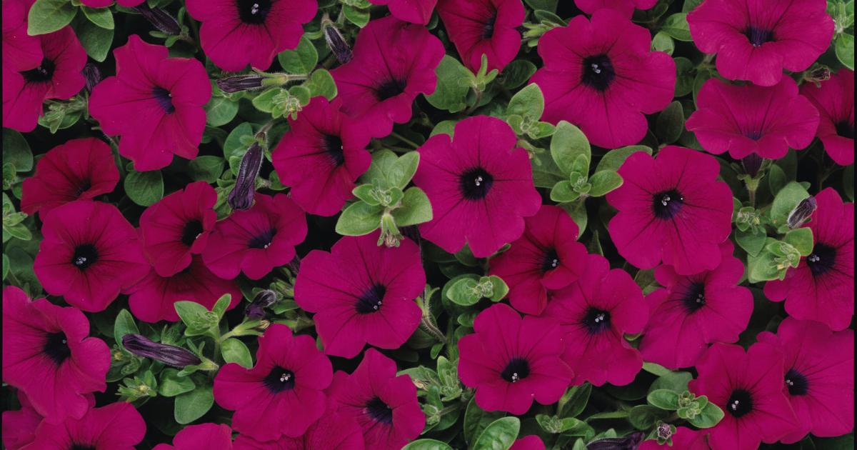 'Wave' rave celebrates popular spreading petunia