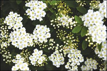 Methods For Pruning Overmature Spirea Growing Things Wcfcourier Com